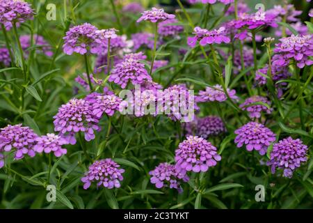 Candytuft o Globe Candytuft (Iberis umbellata) Foto Stock
