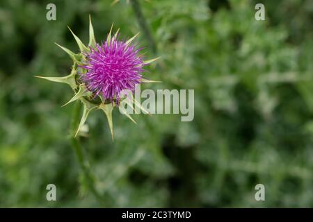 Cardo (Silybum marianum) Foto Stock