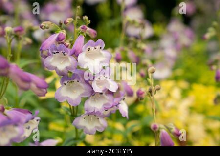 Bellflower beardlingua (Penstemon campanulatus) Foto Stock