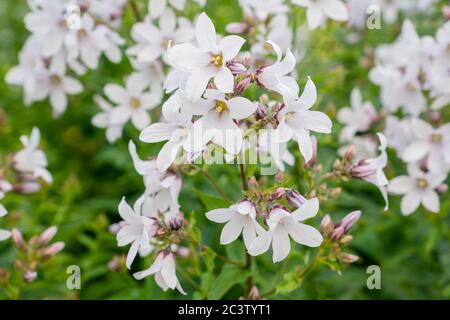 Il serbo campanula (Campanula poscharskyana) Foto Stock