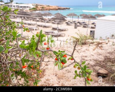 Arbusto sempreverde di bosso (Lycium ferocissimum) con belle bacche rosse arrotondate e lisce che crescono vicino al mare Mediterraneo e alla spiaggia di Nissi. Foto Stock