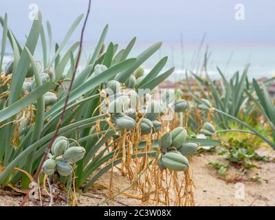 Bulboso perenne sempreverde di piante di mare daffodil (Pancratium maritimum) con collo lungo e foglie lineari glaucous crescono sulla spiaggia di Nissi vicino al Mediterraneo Foto Stock