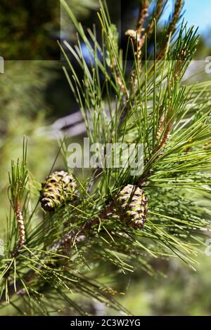 Pigne su albero Foto Stock
