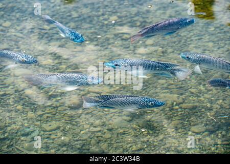 Scialà di tilapia blu (Oreocromis aureus). La tilapia blu è una specie di tilapia, un pesce della famiglia delle Cichlidae, originario del nord e dell'ovest A. Foto Stock