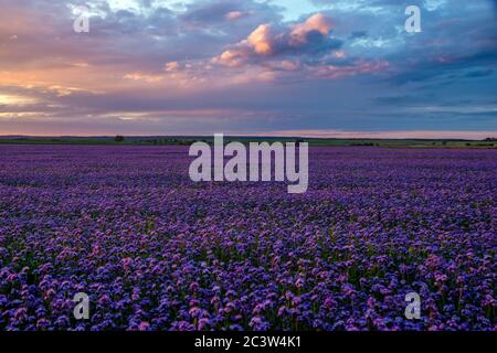 Splendido tramonto su un campo di phacelia fiorente, un paesaggio che ricorda i campi di lavanda Foto Stock