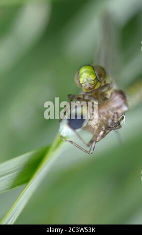 Southern Hawker Dragonfly (Aeshna cyanea) forma tenerale emersa di recente, che si asciuga su una pianta di iride accanto a un laghetto di giardino. Kent, Regno Unito - metà giugno Foto Stock