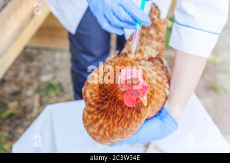 Donna veterinaria con siringa e con iniezione di pollo su fondo ranch. Gallina in mani di veterinario per la vaccinazione in eco fattoria naturale. Cura animale e concetto di agricoltura ecologica Foto Stock