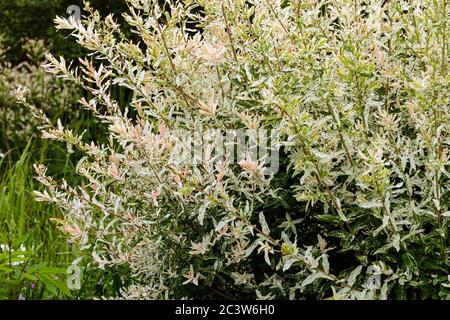 Willow Salix integra Hakuro-Nishiki Foto Stock