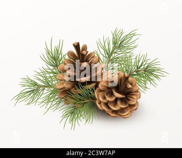 Cono di pino con un ramo di aghi di abete rosso isolato su sfondo bianco. Illustrazione vettoriale realistica Illustrazione Vettoriale