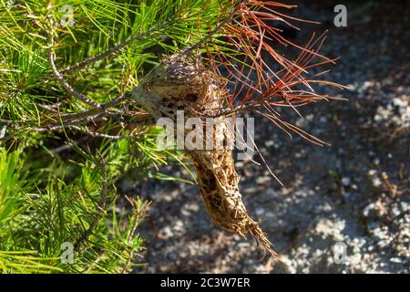 Thaumetopea pityocampa, Pino processionary Moth Caterpillar Nest Foto Stock