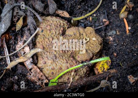 La punta di terra attiva al crepuscolo si insinua fuori del suo nascondiglio nel foraging al crepuscolo Foto Stock