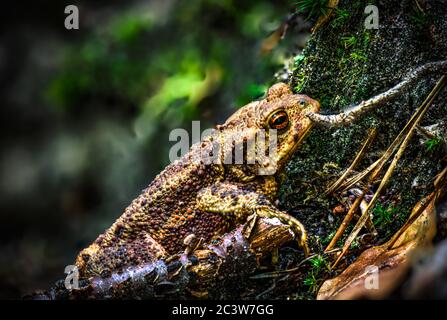 La punta di terra attiva al crepuscolo si insinua fuori del suo nascondiglio nel foraging al crepuscolo Foto Stock