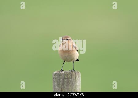 Un giovane europeo stonechat (Saxicola rubicola) nel Galles del Nord, Regno Unito. Foto Stock