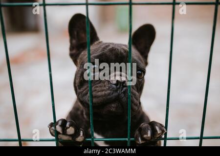 Primo piano di un bel cane che riproduce un Bulldog francese in una gabbia Foto Stock