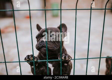 Primo piano di un bel cane che riproduce un Bulldog francese in una gabbia Foto Stock