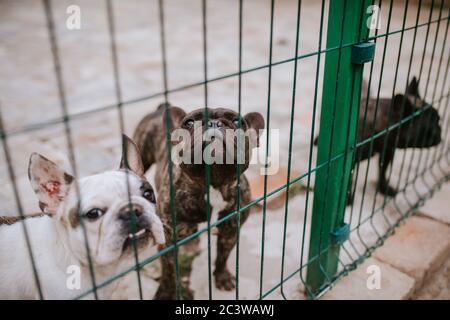 I cani belli allevano il Bulldog francese in una gabbia Foto Stock