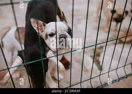 I cani belli allevano il Bulldog francese in una gabbia Foto Stock