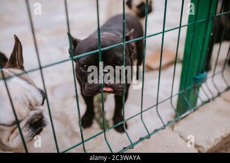 Primo piano di un bel cane che riproduce un Bulldog francese in una gabbia Foto Stock