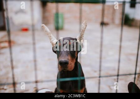 Un bel cane nero razza Doberman in gabbia Foto Stock