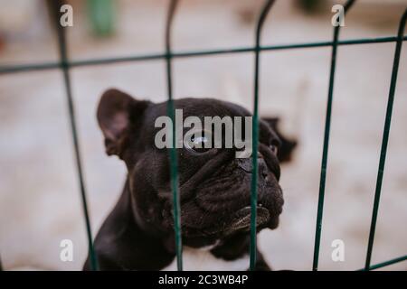 Primo piano di un bel cane che riproduce un Bulldog francese in una gabbia Foto Stock