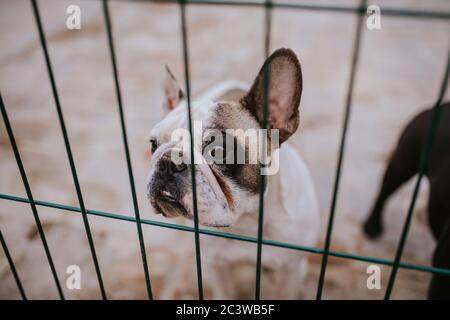 Primo piano di un bel cane che riproduce un Bulldog francese in una gabbia Foto Stock