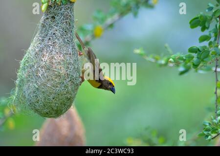 Il tessitore di baya è un weaverbird trovato attraverso il subcontinente indiano e l'Asia sudorientale. Sono più conosciuti per i loro nidi di forma di replica appesi wov Foto Stock