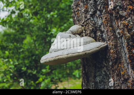 Primo piano di un paio di funghi polyporus squamosus che crescono su un albero vivo nella foresta, che illustra la simbiosi e l'interazione di vari viventi Foto Stock