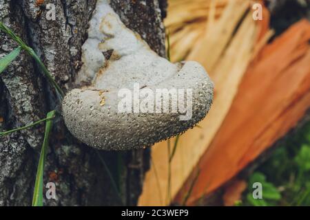 Primo piano di un paio di funghi polyporus squamosus che crescono su un albero vivo nella foresta, che illustra la simbiosi e l'interazione di vari viventi Foto Stock