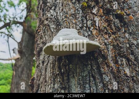 Primo piano di un paio di funghi polyporus squamosus che crescono su un albero vivo nella foresta, che illustra la simbiosi e l'interazione di vari viventi Foto Stock