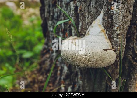 Primo piano di un paio di funghi polyporus squamosus che crescono su un albero vivo nella foresta, che illustra la simbiosi e l'interazione di vari viventi Foto Stock