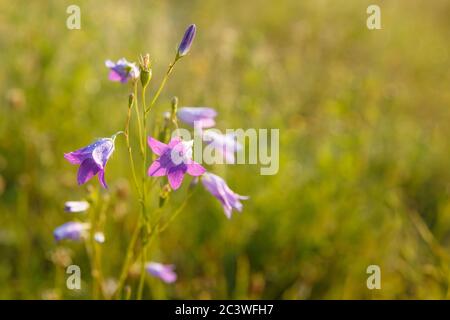 Un bel fiore azzurro di Harebell Campanula rotundifolia. Foto Stock