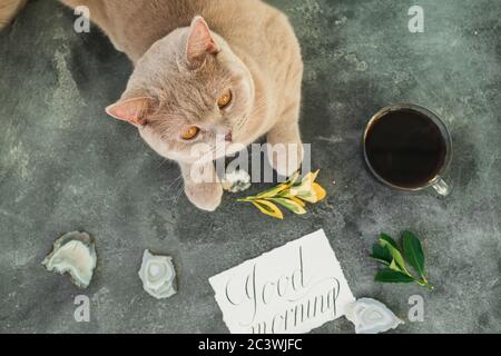 Gattino scozzese e tazza da caffè con cartoncino di carta su sfondo grigio. Disposizione piatta, vista dall'alto Foto Stock