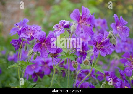 Gerani viola in giardino cottage Foto Stock