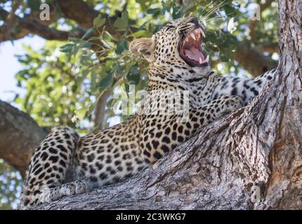 Un maestoso leopardo (Panthera pardus) in un albero, che sbadia e mostra i suoi denti affilati Foto Stock