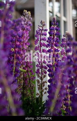 Primo piano vista dei fiori colorati di Lupin, conosciuto come lupino o lupino, splendido sfondo floreale all'aperto Foto Stock