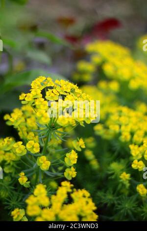 Cipresso sprurge - Euphorbia ciparissia primavera fioritura erba Foto Stock