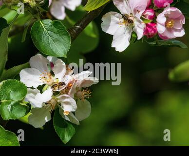ape di miele su mela fiore api melifera melifera Foto Stock