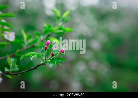 Gemme rosa con foglie su rami di mela su sfondo sfocato Foto Stock