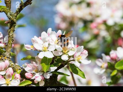 bombus terestris buff coda bumblebee Foto Stock