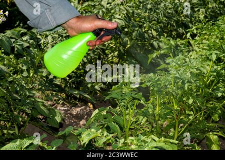 Una mano dell'uomo tiene una pistola a spruzzo, spruzzando i cespugli di patate verdi dalle larve di un coleottero del Colorado. Il concetto di lotta contro gli organismi nocivi agricoli. Backgr Foto Stock