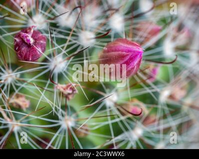 Cactus vecchia signora (Mammillaria hahniana) bocciolo di fiori magenta circondato da spine focalizzate Foto Stock