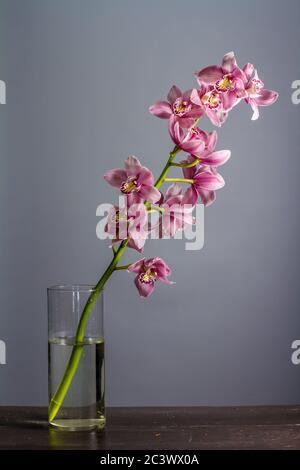 Vaso di vetro con rametto di orchidea viola su sfondo grigio, fuoco selettivo Foto Stock