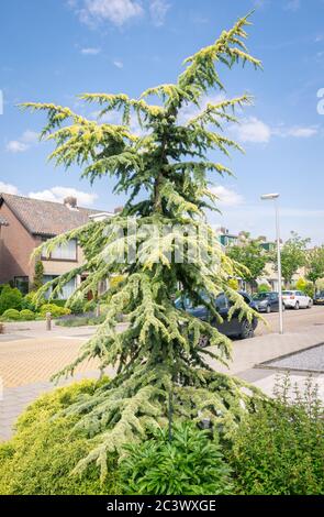 Albero di cedro dorato in una strada. Bel fogliame giallo-verde. Nome latino Cedrus deodara 'aurea'. Foto Stock