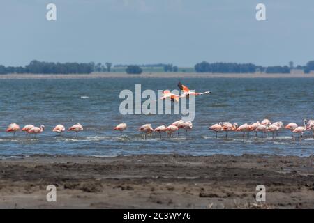Flamingo a Evecuen Foto Stock