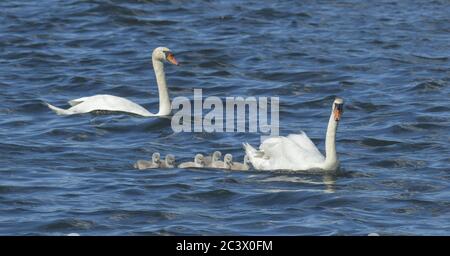 Famiglia Swan con pulcini fuori l'isola di Eiswerder, Havel, Haselhorst, Spandau, Berlino, Germania, Schwanenfamile mit Küken vor der Insel Eiswerder, Deut Foto Stock