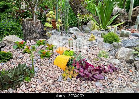 Rockery nel giardino con pietre e varietà di fiori e piante diverse. Progettazione paesaggistica del giardino con cactus, pentole, piante e pietre. Foto Stock