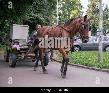 Belgrado, Serbia, 18 giugno 2020: Una carrozza trainata da cavalli alla periferia della città Foto Stock