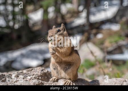 Wild Colorado Chippmunk, Tamias quadrivittatus, al Rocky Mountain National Park, senza paura di persone e di pregare per il cibo Foto Stock