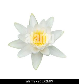 ninfea con gocce d'acqua isolate su sfondo bianco. Foto Stock