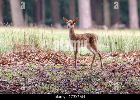 Dülmen, Germania. 22 Giugno 2020. Un piccolo pegno è ancora tremolante sulle sue gambe. Il grande allevamento di daini (dama dama) è cresciuto e più di venti piccoli fiabe curiosamente esplorare la loro foresta e dintorni di meadowland. Credit: Imageplotter/Alamy Live News Foto Stock